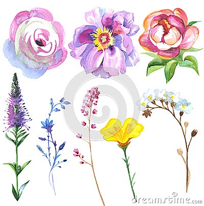 Painted wildflower flowers set in a watercolor style. Stock Photo