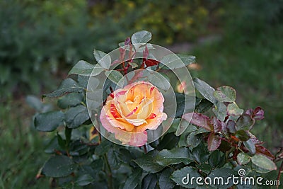 The painter's rose 'Camille Pissarro' is a red, pink, white and yellow variegated floribunda rose. Stock Photo