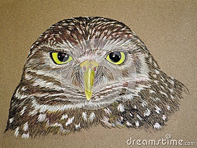 Painting of a Burrowing Owl Stock Photo