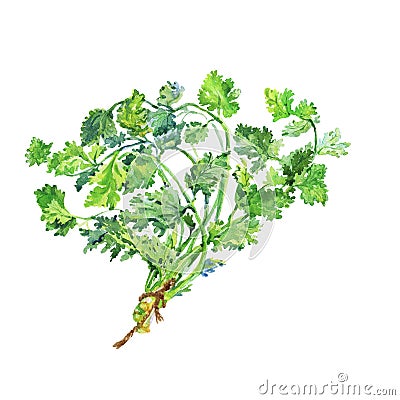 Painting cilantro, coriander. Hand drawn fresh greenery. Watercolor vegetarian illustration on white background Cartoon Illustration