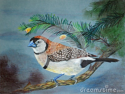 Painting of an Owl Finch Bird Stock Photo