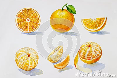 Painting summer orange collection, isolated Cartoon Illustration