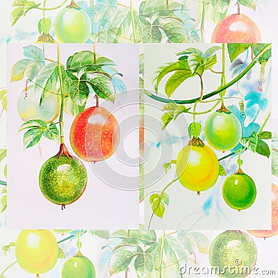 Painting watercolor,red, yellow,green color of passion fruit. Stock Photo