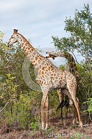 Pair of adult giraffes with one bending his neck sideways looking funny and crazy Stock Photo