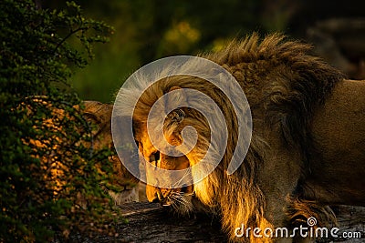 Pair adult Lions playing in zoological garden Stock Photo