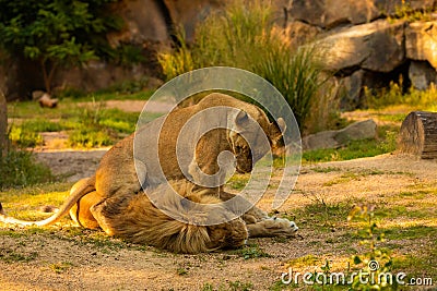 Pair adult Lions playing in zoological garden Stock Photo