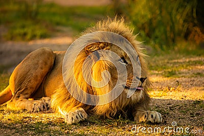 Pair adult Lions playing in zoological garden Stock Photo