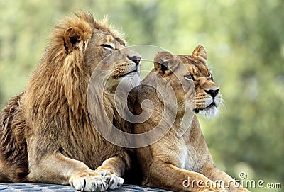Pair of adult Lions in zoological garden Stock Photo