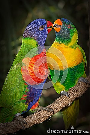 Affectionate Lorikeets Stock Photo