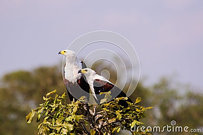 A pair of African Fish Eagles at the top of a tree Stock Photo