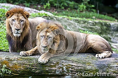 A pair of African lions relax at the Singapore Zoo in Singapore. Stock Photo