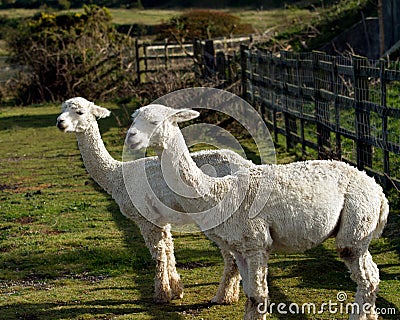 A pair of Alpacas in a field Stock Photo