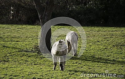 A pair of Alpacas grazing on grass in green field next to tree Stock Photo
