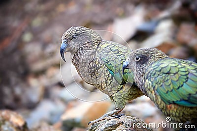 Pair of alpine parrot, Kea, Nestor notabilis, protected olive-green parrot with scarlet underwings. Endemic to New Zealand. Side Stock Photo