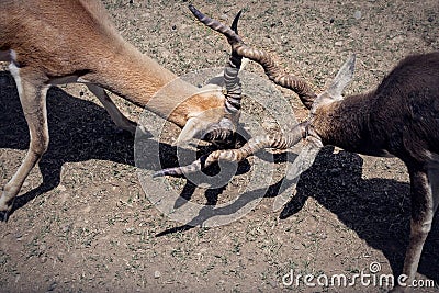 Pair of antelopes about to fight Stock Photo