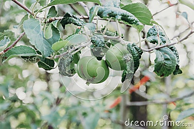 Apples Growing on Tree Branch Stock Photo