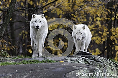 Pair of Arctic Wolves in a fall, forest environment Stock Photo