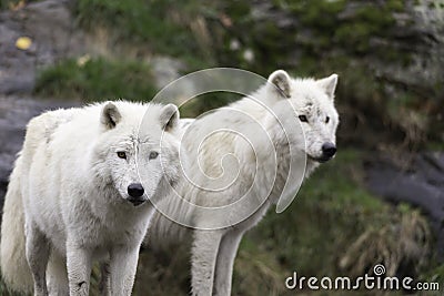 Pair of Arctic Wolves in a fall, forest environment Stock Photo