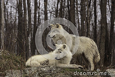 A pair of Arctic wolves Stock Photo