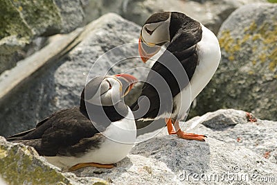 Pair of Atlantic Puffins making eye-contact on Machias Seal Island, Canada Stock Photo