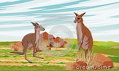 A pair of Australian big red kangaroo in the meadow with grass and red stones. Endemic species of Australia Vector Illustration