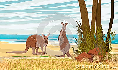 A pair of Australian big red kangaroos stand by the ocean in Australia. Vector Illustration