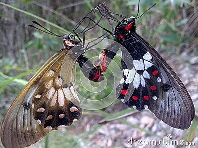 Australian Swallowtail Clearwing Butterflies Stock Photo