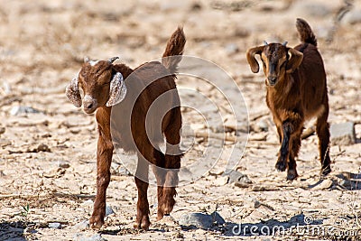 A pair of baby partially domesticated kid goat Capra aegagrus hircus runs around in search of food along the dry desert Stock Photo