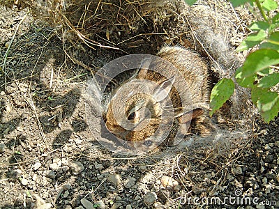 Pair Of Baby Rabbits In Nest Stock Photo