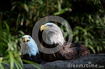 Pair of bald eagles Stock Photo