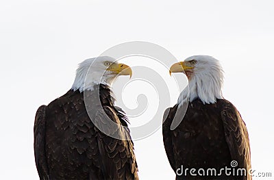 A Pair of Bald Eagles Facing Each Other Stock Photo