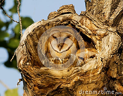 Barn Owlets peering out of their cottonwood nest Stock Photo