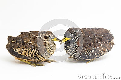 A pair of barred buttonquail or common bustard-quail Turnix suscitator isolated on white Stock Photo