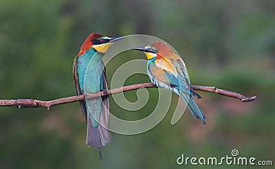 pair of beautiful birds of paradise Stock Photo