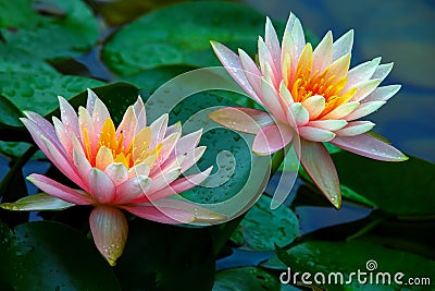 Pair of beautiful pink water lilies covered in dew drops after heavy rain. Stock Photo