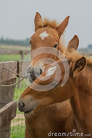 A pair of beautiful Suffolk Punch foals Stock Photo