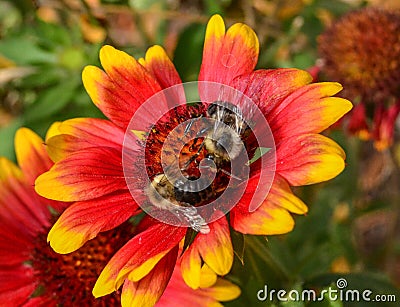 Busy Bees Gathering Pollen Stock Photo