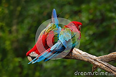 Pair of big parrot Red-and-green Macaw, Ara chloroptera, two birds sitting on the branch, Brazil Stock Photo