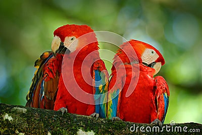 Pair of big parrot Scarlet Macaw, Ara macao, two birds sitting on branch, Brazil. Wildlife love scene from tropic forest nature. T Stock Photo