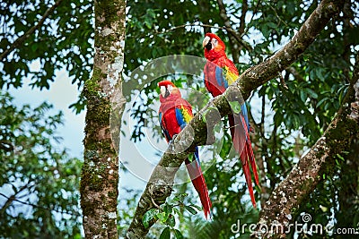 Pair of big Scarlet Macaws, Ara macao, two birds sitting on the branch. Pair of macaw parrots in Costa Rica. Stock Photo