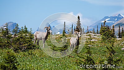 A Pair of Bighorn Sheep at Hidden Lake trail, Glacier National Park Stock Photo