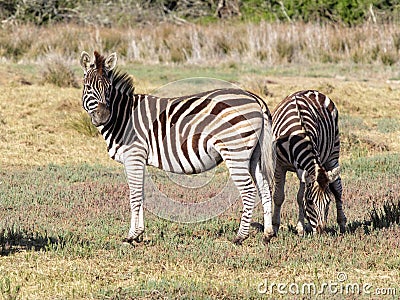 Two Birchells Zebra grazing in the afternoon sun Stock Photo