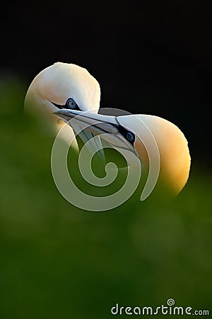 Pair of bird. Bird love. Northern Gannet, Sula bassana, detail head portrait with evening sun and dark sea in the background, beau Stock Photo