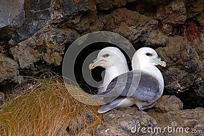 Pair of bird in the nest. Northern Fulmar, Fulmarus glacialis, nesting on the dark cliff. Two white sea birds in the nest. Pair of Stock Photo