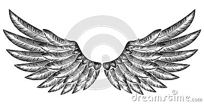 Pair of Bird Wings Vector Illustration