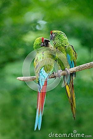 Pair of birds, green parrot Military Macaw, Ara militaris, Costa Rica Stock Photo