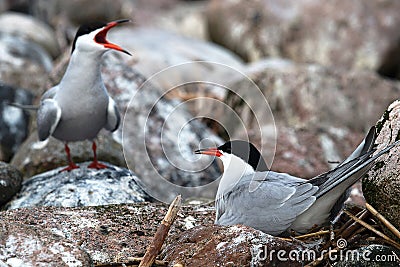 Pair of birds. One sits on a nest, a partner nearby as a guard territory in the colony Stock Photo