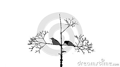 A pair of birds perched on a wooden branch Stock Photo