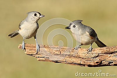 Pair of Birds Stock Photo