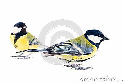 Two Tits, male and female Stock Photo